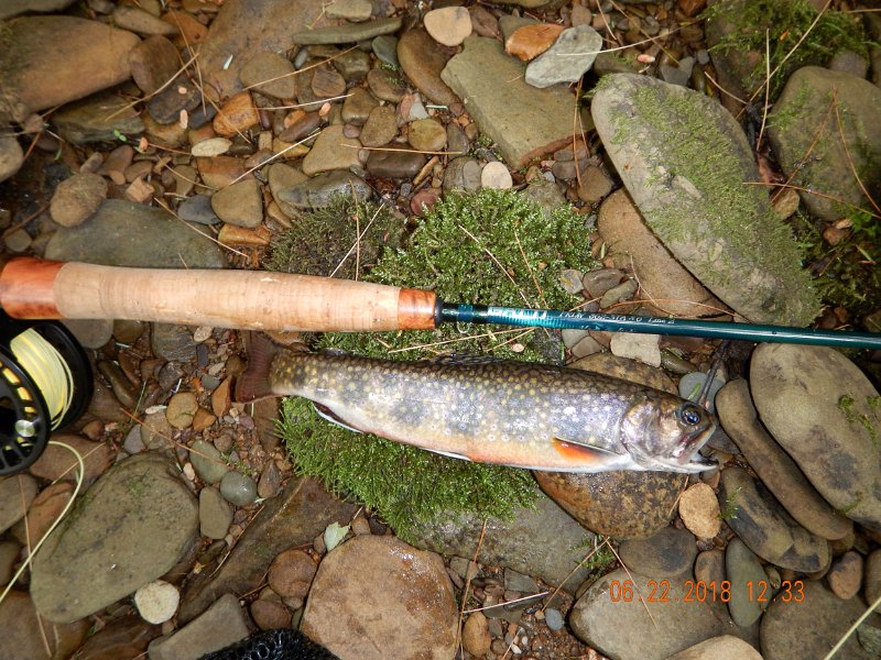 -Kettle Valley-035-.jpg - Nice size wild brookie beside the Gatti.